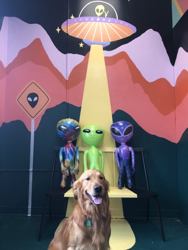 UFO and alien selfie station at NuWaka in Vestal, NY